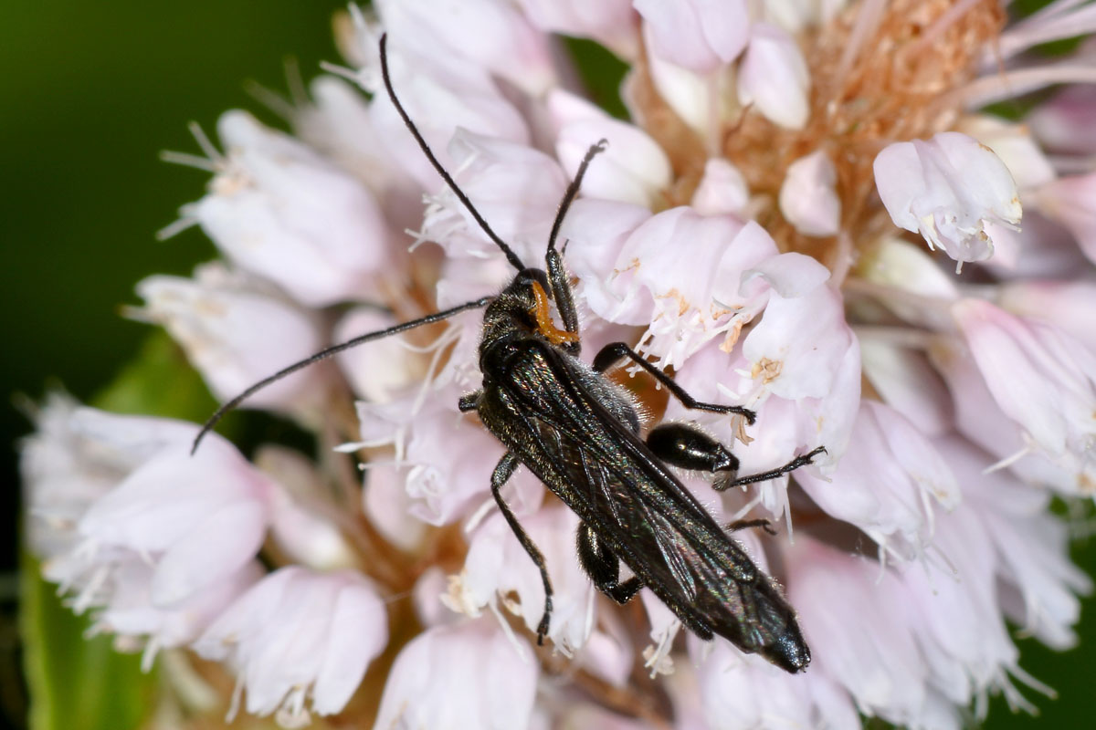 Maschio di Oedemera pthysica (forma nera) con Triungulino